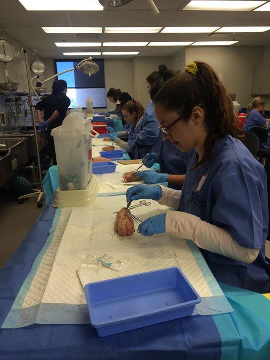 Senior Lily Jones practices basic sutures on a cut on a pig’s foot as a part of the Perry Initiative. 