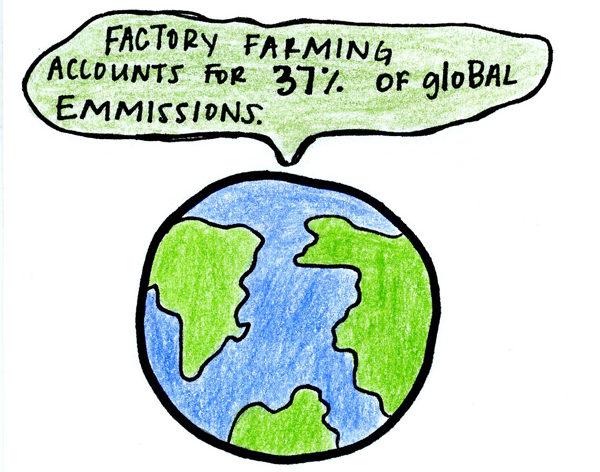 97 percent of egg laying hens in the United States are factory farmed and 99.9 percent of chickens used for slaughter are factory farmed.