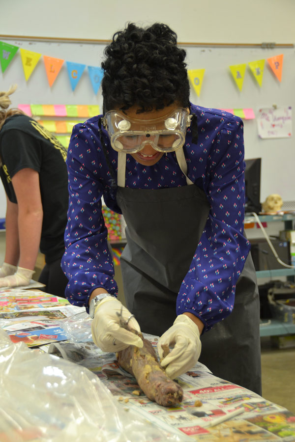 Armed with scissors and a scalpel, senior Mikiah Simmons dissects a mink in her Anatomy class on Monday, April 10.