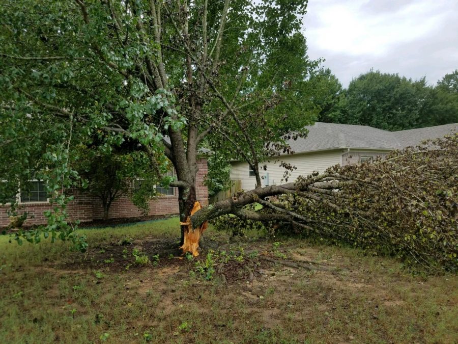 A storm caused by the passing of Hurricane Laura splits a large tree open in Lonoke County.